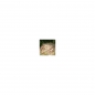 Preview: Photo Background - forest - 10x10 - Cube